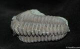 Very Large Flexicalymene Trilobite - Indiana #1003-4